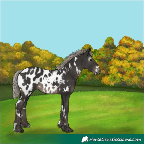 Horse Color:Gray White Spotted Silver Black Appaloosa 