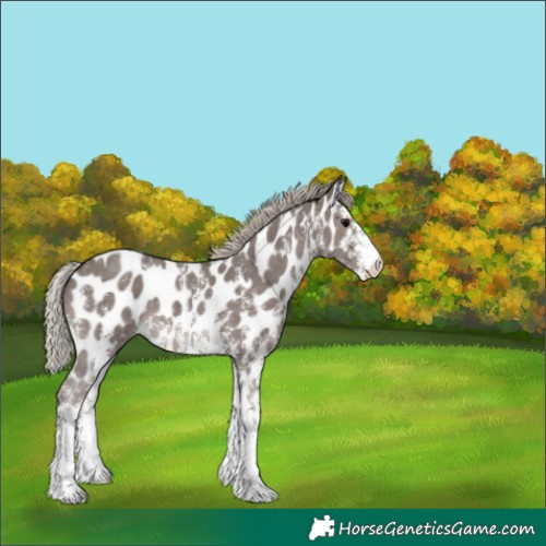 Horse Color:Silver Black Sabino Appaloosa 