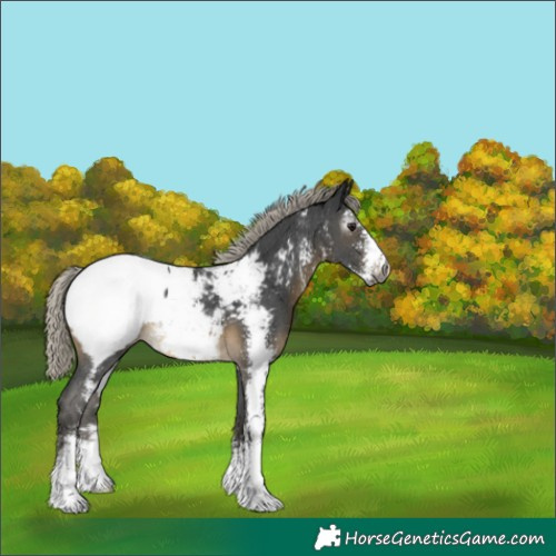 Horse Color:Gray Silver Buckskin Sabino Near Fewspot 