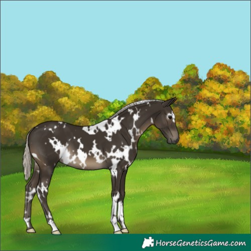 Horse Color:Gray White Spotted Silver Smoky Black 