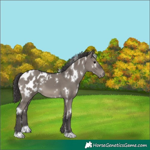 Horse Color:White Spotted Grullo Blanket 