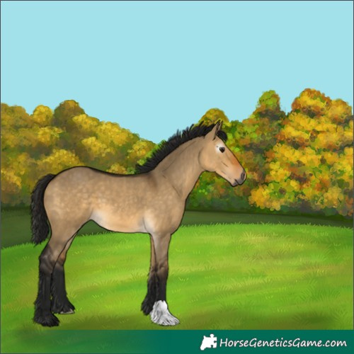 Horse Color:Gray Buckskin Dun 