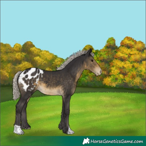 Horse Color:Silver Smoky Black Appaloosa 
