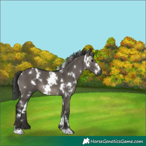 Horse Color:Gray White Spotted Grullo 