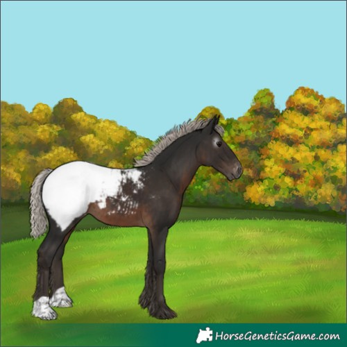 Horse Color:Gray Silver Black Appaloosa 