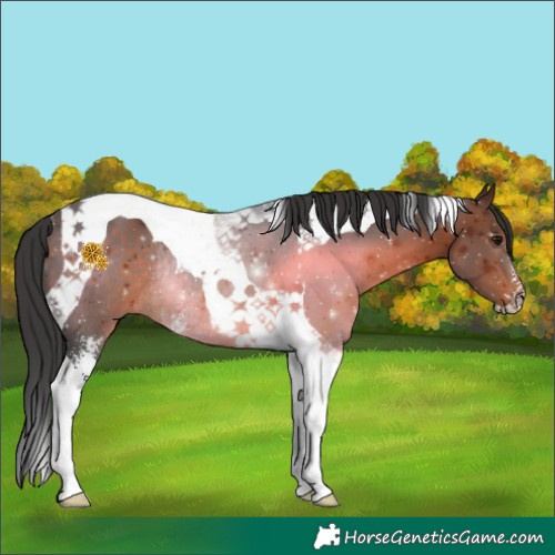 Horse Color:Brown Sabino Tobiano Rabicano 