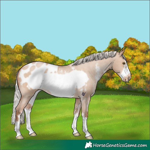 Horse Color:Silver Brown Pearl Dun Sabino Frame Appaloosa 