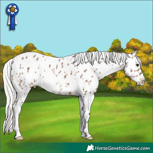 Horse Color:White Spotted Silver Brown Dun Appaloosa 