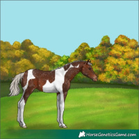 Horse Color:Silver Brown Tobiano Appaloosa 