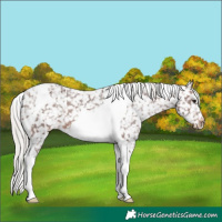 Horse Color:Silver Brown Tobiano Appaloosa
