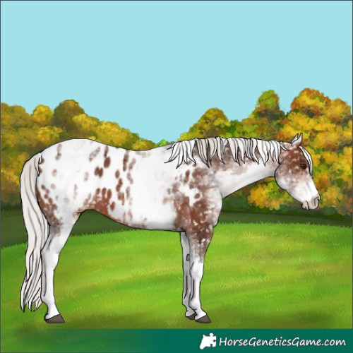 Horse Color:White Spotted Silver Brown Appaloosa 