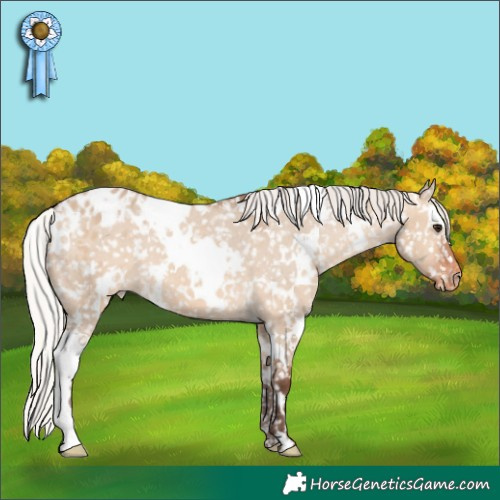 Horse Color:White Spotted Silver Bay Dun Appaloosa 