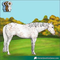 Horse Color:White Spotted Silver Bay Dun Appaloosa 