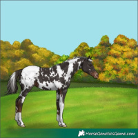 Horse Color:White Spotted Liver Chestnut Appaloosa 