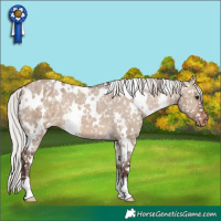 Horse Color:White Spotted Silver Bay Dun Appaloosa