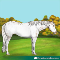 Horse Color:Silver Brown Dun Sabino Frame Appaloosa 