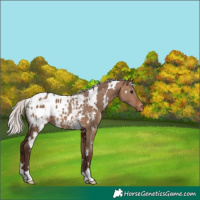 Horse Color:White Spotted Silver Bay Dun Appaloosa 