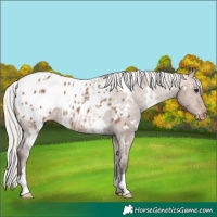 Horse Color:White Spotted Silver Bay Dun Appaloosa