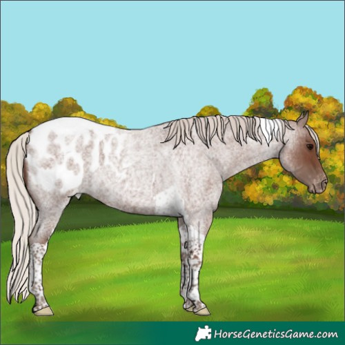 Horse Color:Silver Blue Roan Tobiano Appaloosa 