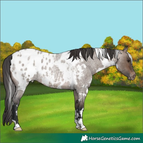 Horse Color:White Spotted Brown Roan Dun Appaloosa 