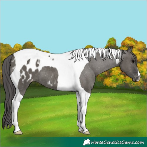 Horse Color:Grullo Tobiano Appaloosa 