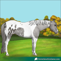 Horse Color:Grullo Tobiano Appaloosa 