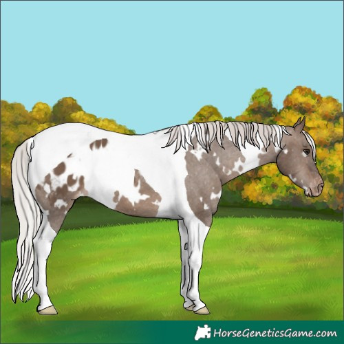 Horse Color:White Spotted Silver Brown Dun Tobiano Appaloosa 