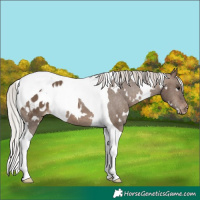 Horse Color:White Spotted Silver Brown Dun Tobiano Appaloosa 