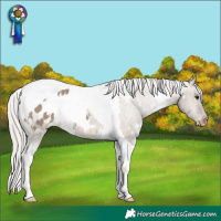 Horse Color:White Spotted Silver Brown Dun Tobiano Appaloosa 