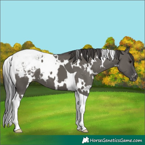 Horse Color:White Spotted Grullo Tobiano Appaloosa 