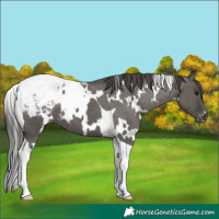 Horse Color:White Spotted Grullo Tobiano Appaloosa
