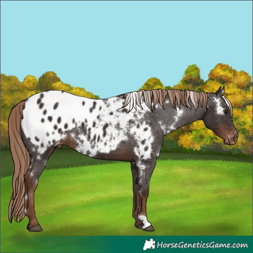 Horse Color:White Spotted Liver Chestnut Appaloosa 