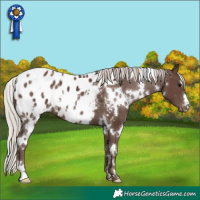 Horse Color:White Spotted Silver Black Appaloosa 