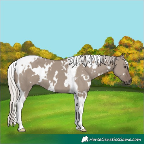 Horse Color:White Spotted Silver Grullo Tobiano 