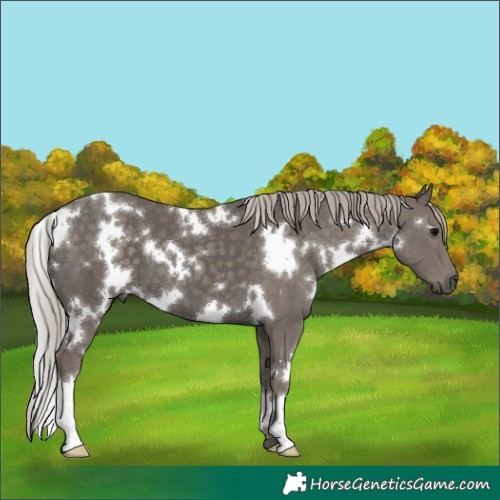 Horse Color:White Spotted Silver Black 