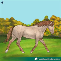 Horse Color:Gold Champagne Dun 