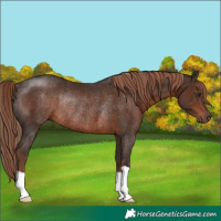 Horse Color:Liver Chestnut Rabicano