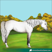 Horse Color:Gray Silver Brown Roan Dun 
