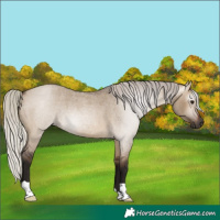 Horse Color:Gray Silver Brown Roan Dun 