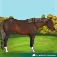 Horse Color:Liver Chestnut 