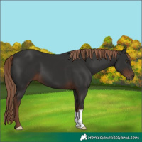Horse Color:Liver Chestnut 