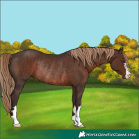 Horse Color:Liver Chestnut Rabicano 