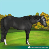 Horse Color:Gray Black 