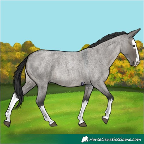 Horse Color:Grullo Roan Splash 
