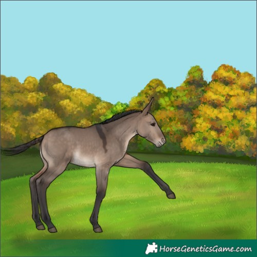 Horse Color:Brown Dun 