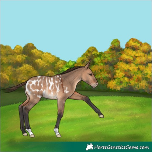 Horse Color:Bay Dun Appaloosa 