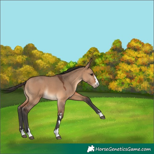 Horse Color:Bay Dun 