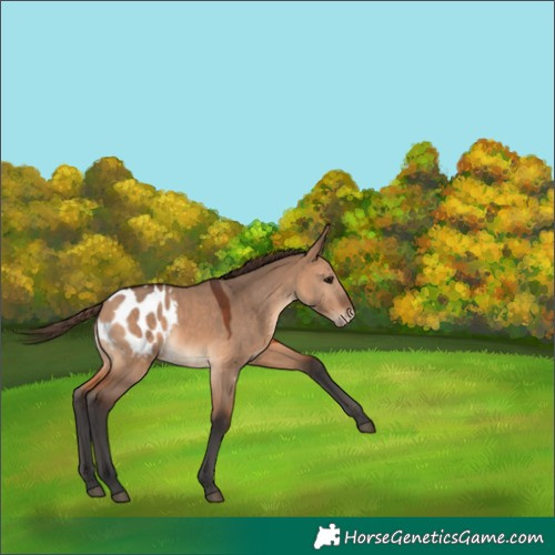Horse Color:Bay Dun Appaloosa 