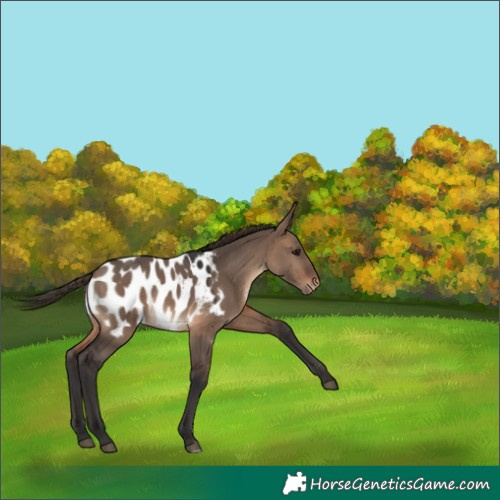 Horse Color:Brown Dun Appaloosa 