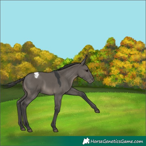 Horse Color:Grullo Varnish 